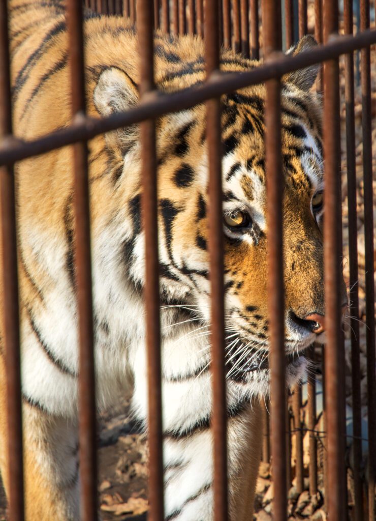 Tiger in a maze of iron bars